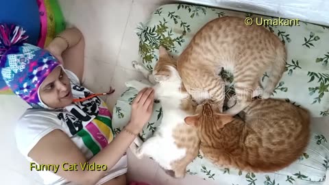 Funny Cats 161 Bobby With Cats