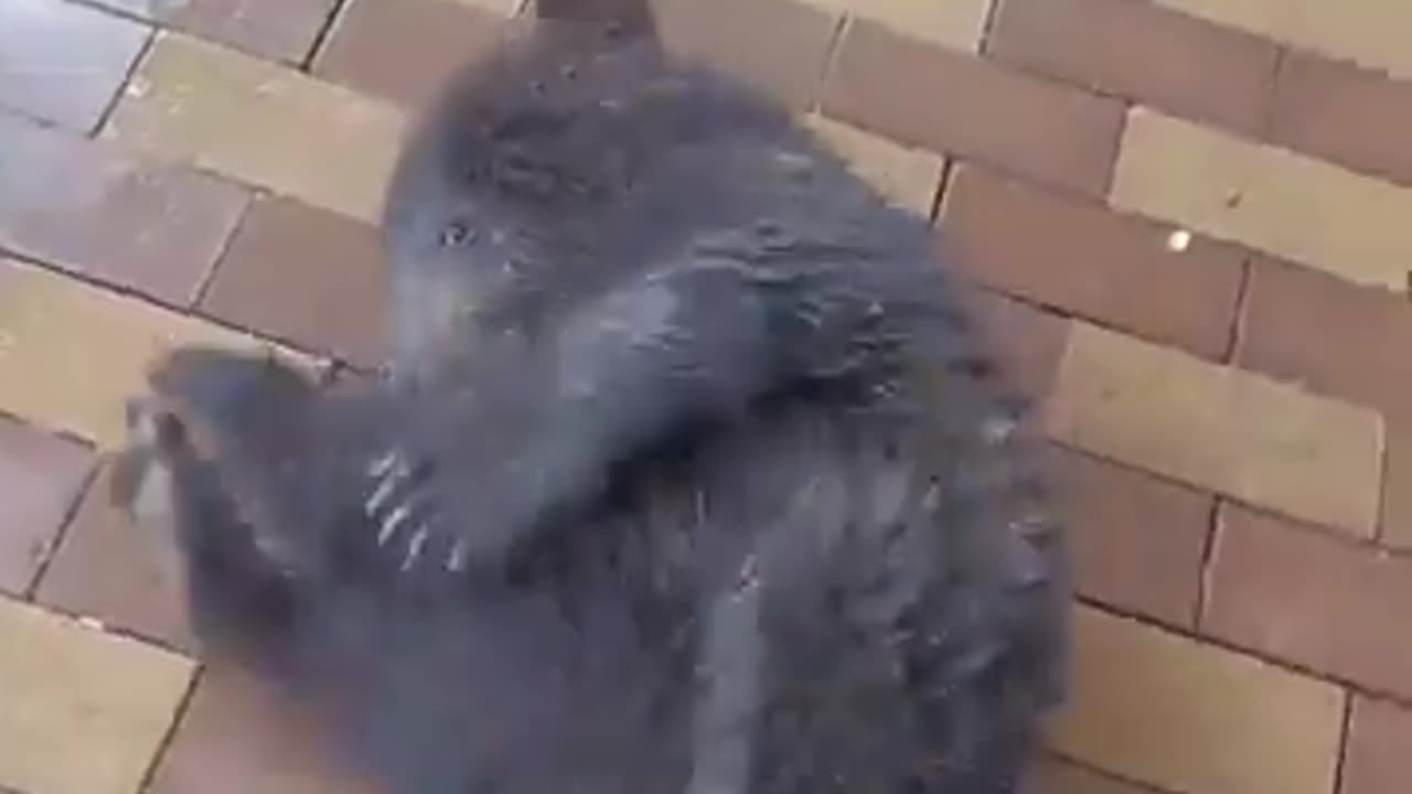 don't forget to water your bears..🐻