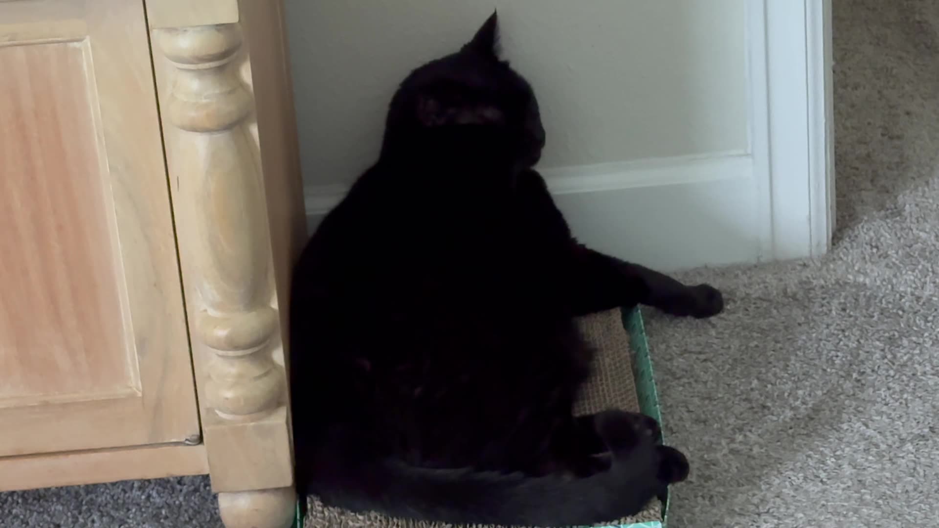 Cute Precious Piper Gets the Yawns Out - My Adopted Shelter Cat Vlog