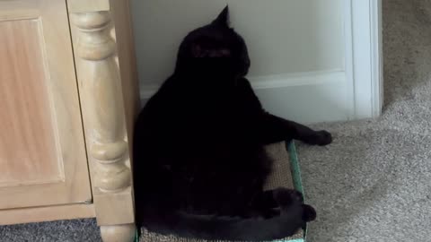 Cute Precious Piper Gets the Yawns Out - My Adopted Shelter Cat Vlog