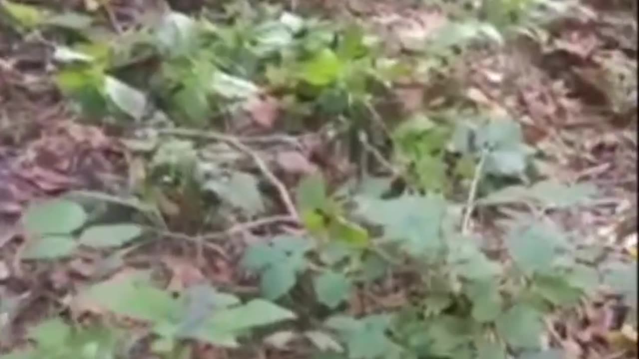 Capture of Ukrainian saboteurs in the Bryansk region