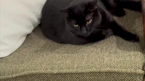 Cute Precious Piper Finds a Cozy Spot - My Adopted Shelter Cat Vlog #shorts