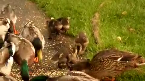Ducks come flying in for a landing to be fed! It's like the Hitchcock movie The Birds!