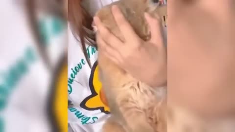 Furballs & Feathers: Hilarious Pet Pranks & Playtime