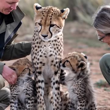 Hit by a Vehicle, the Mother Cheetah Reunites with Her Cubs Thanks to Rescuers Quick Action