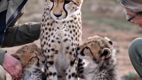 Hit by a Vehicle, the Mother Cheetah Reunites with Her Cubs Thanks to Rescuers Quick Action