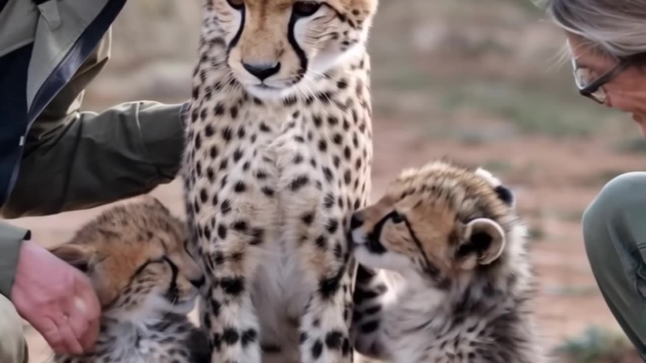 Hit by a Vehicle, the Mother Cheetah Reunites with Her Cubs Thanks to Rescuers Quick Action