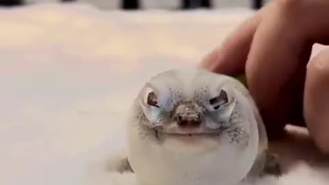 🤯✨ You Won't Believe How This Lizard Sheds Its Skin! | FeedMyCuriosity