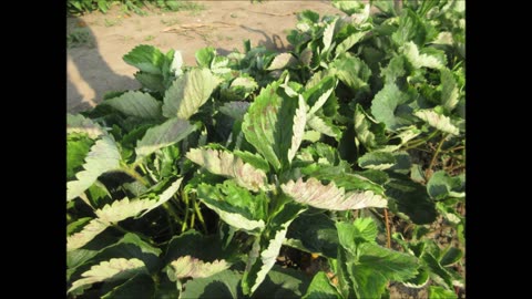 Sweet Message Strawberry July 2022