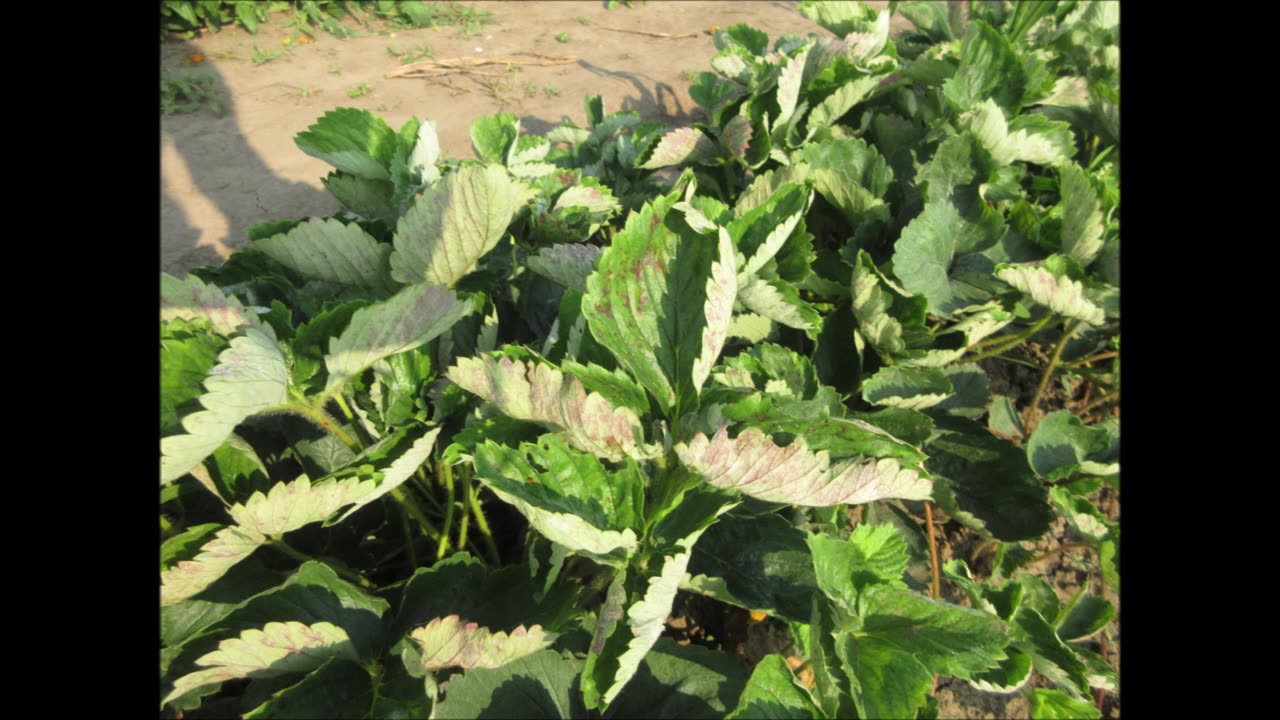 Sweet Message Strawberry July 2022