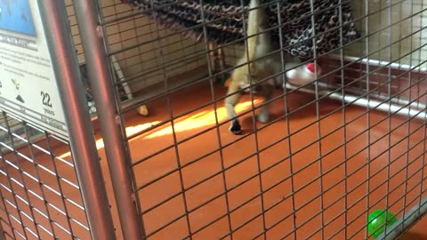 More Mowgli loving on his gift