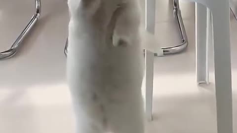 Cutie