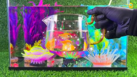 Colorful eggs, fish tank, crayfish, koi fish, angelfish, betta fish, goldfish