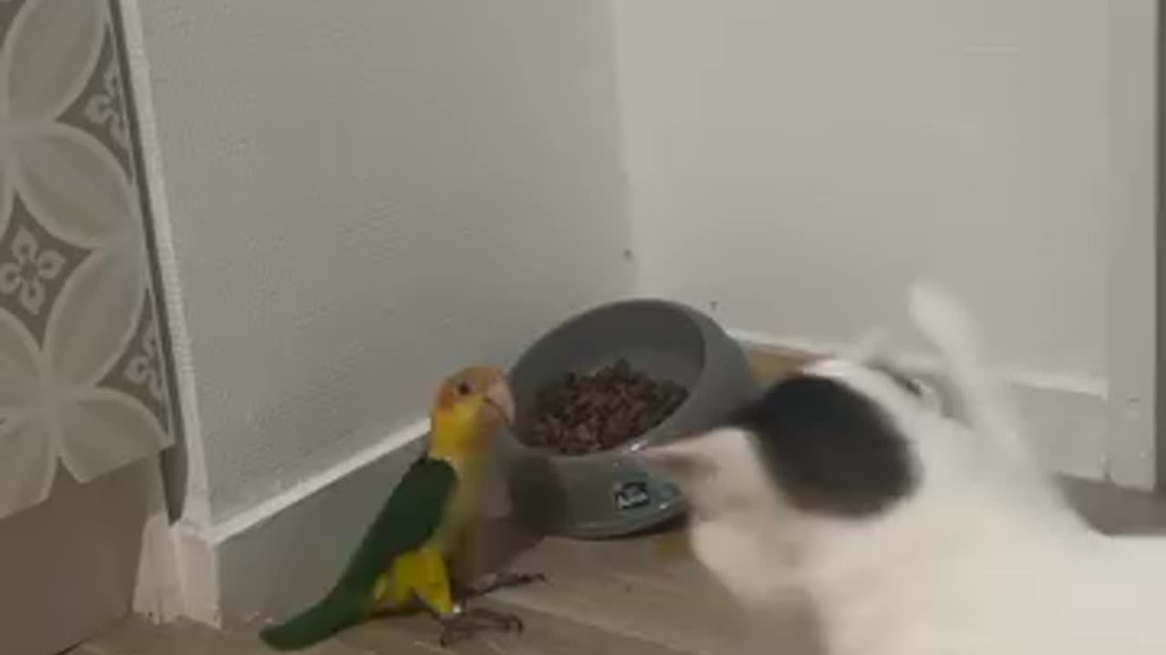 My parrot and My cat in home 👹😭🤣