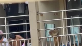 🤣🐒 You Won't Believe This Monkey Breaking Into a Dorm! | FunFM