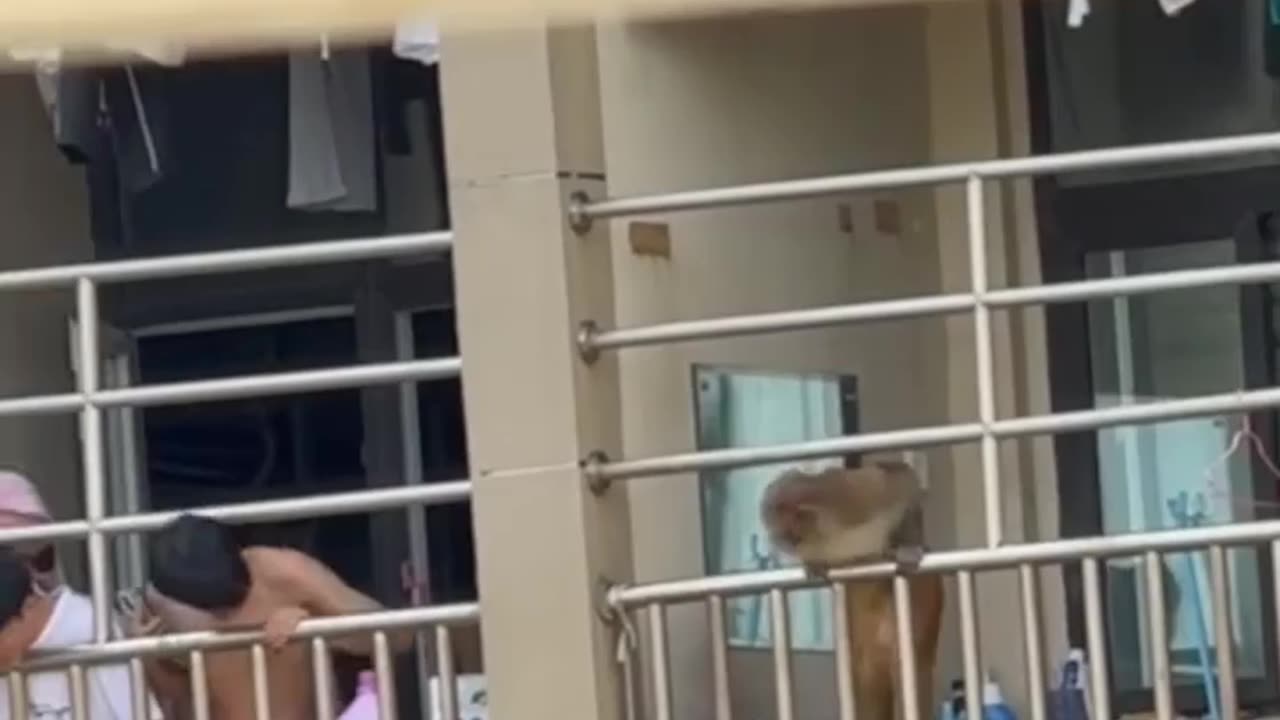 🤣🐒 You Won't Believe This Monkey Breaking Into a Dorm! | FunFM