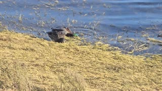 Ducks on the Shoreline