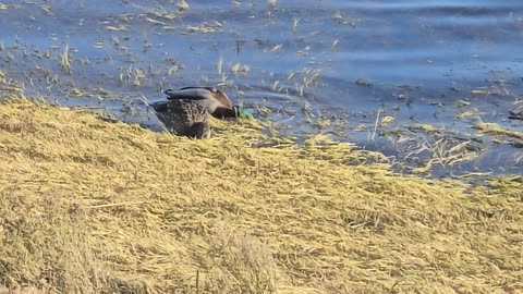 Ducks on the Shoreline