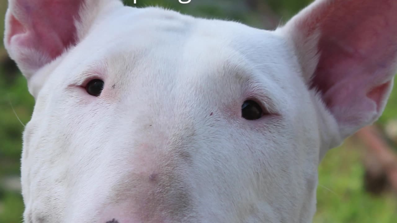 Curso para a detenção cães de raça perigosa