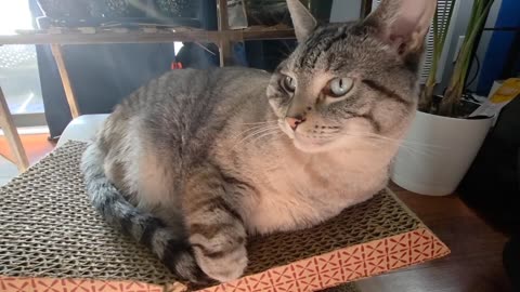 Watching This Cat Get Head Pets Is The Warmth You Needed Today