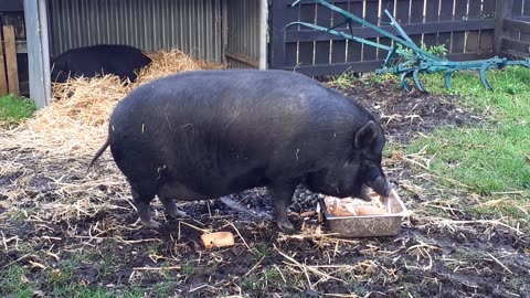 Black Pigs Eating Dinner