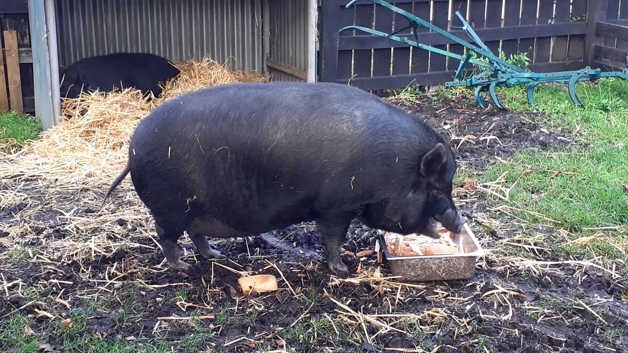 Black Pigs Eating Dinner