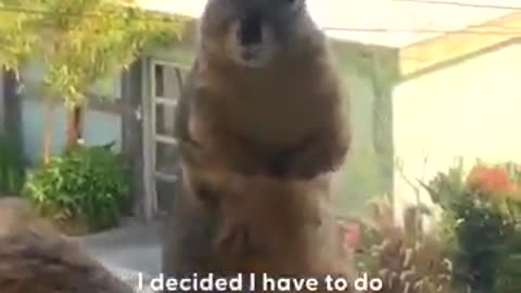 The Squirrel that won't leave