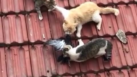🤯✨ The Battle of the Rooftop You Won't Believe! | FeedMyCuriosity