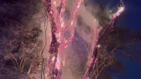 Controlled Burn of 100-Year-Old Dead Tree