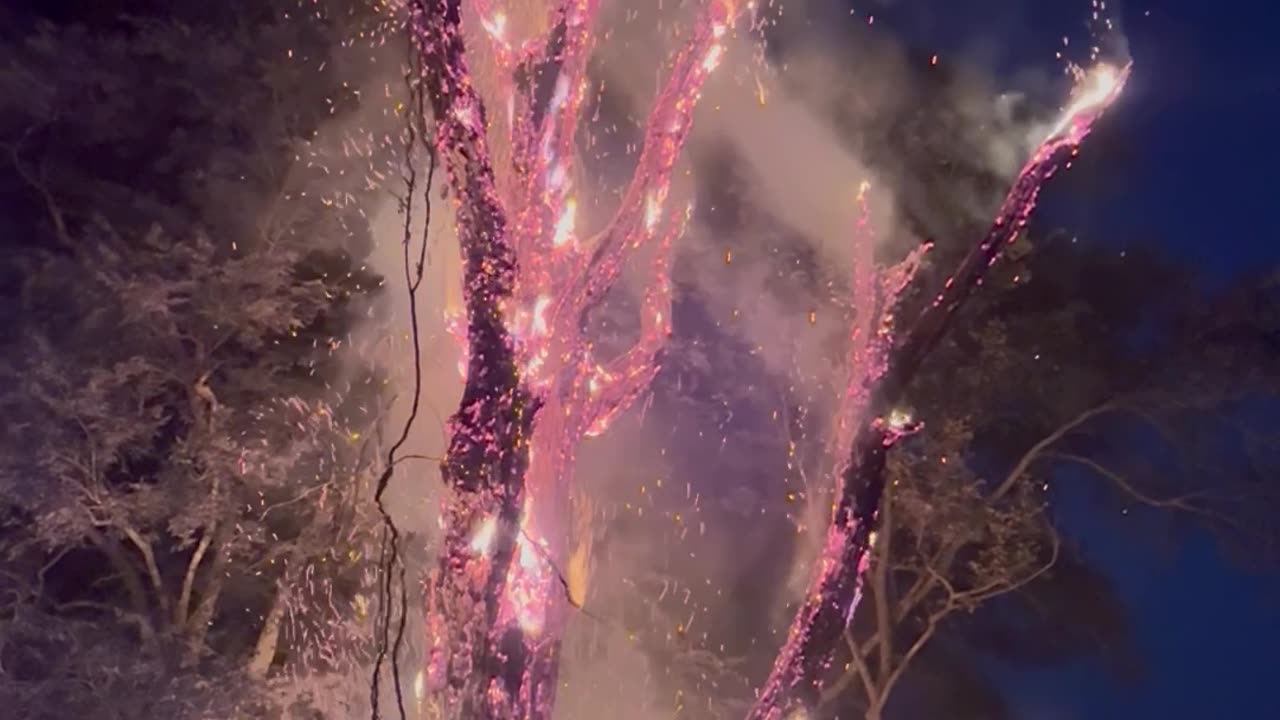 Controlled Burn of 100-Year-Old Dead Tree