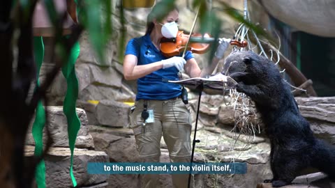 relaxing violin music for animal