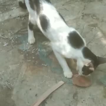 big cat is very funny