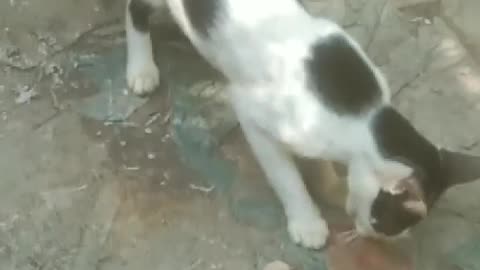 big cat is very funny