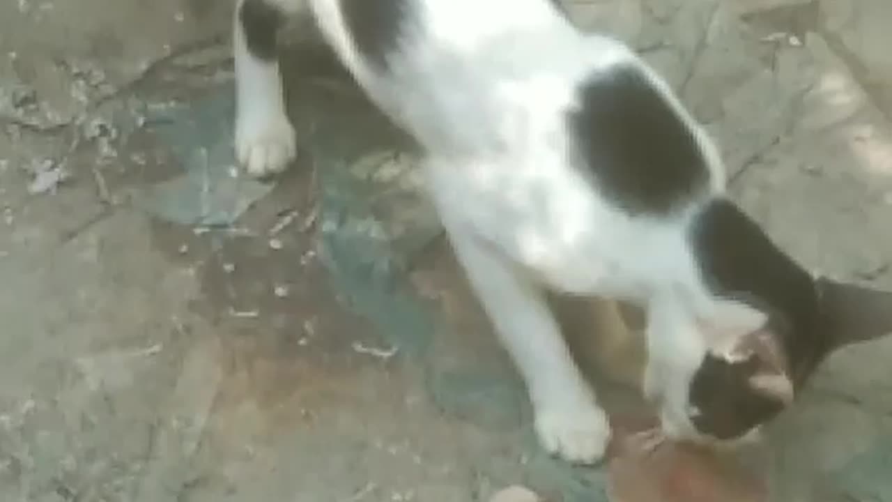 big cat is very funny