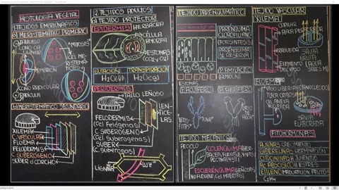 SAVIA REGULAR 2025 | Semana 01 | Anatomía