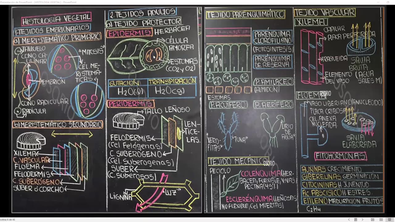 SAVIA REGULAR 2025 | Semana 01 | Anatomía