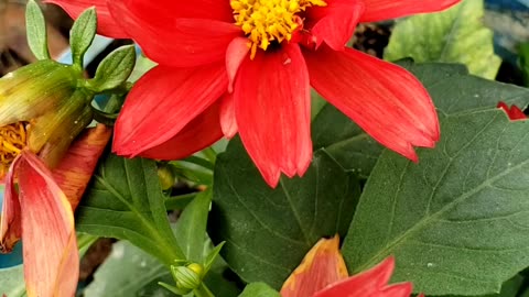 Rooftop garden, beautiful flowers 2025