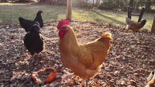 Chickens accept snack but have had better.