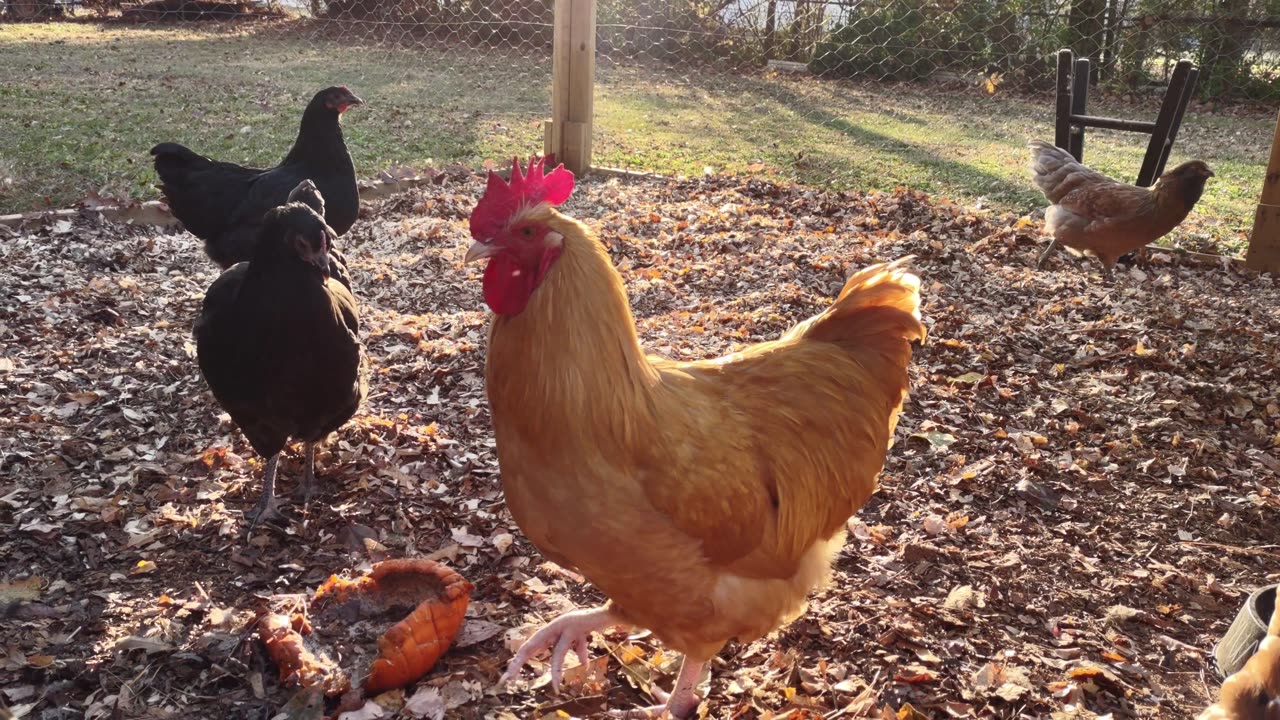 Chickens accept snack but have had better.