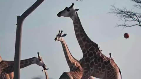 throws a basketball at a girafe and it hits it with its leg and it goes into a hoop.