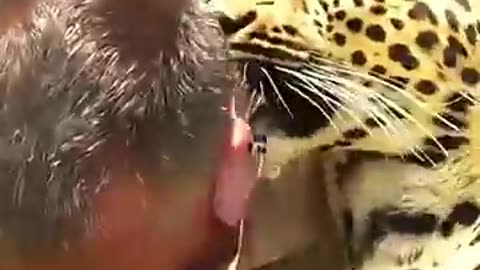 animals