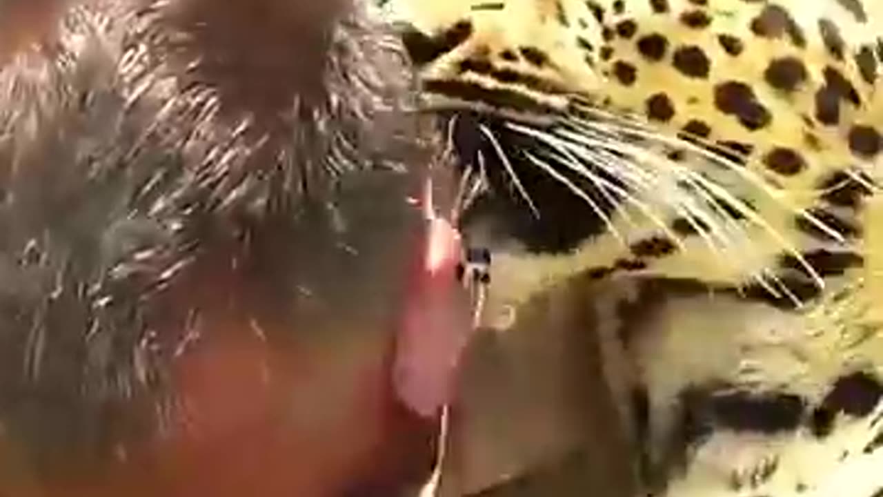 animals