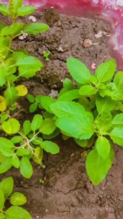 Eat Tulsi for a Healthy Life