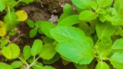 Eat Tulsi for a Healthy Life