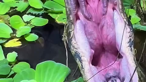 🤯✨ Watch an Anaconda Realign Its Jaw After Eating! | FeedMyCuriosity