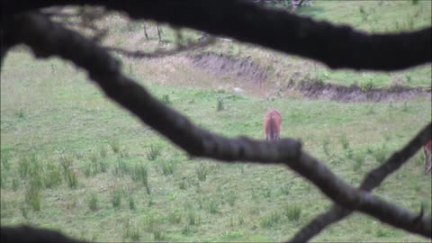 Red deer evening hunt