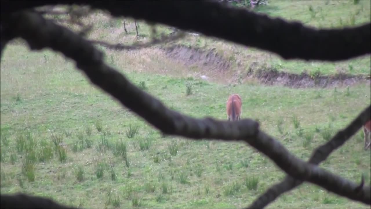 Red deer evening hunt