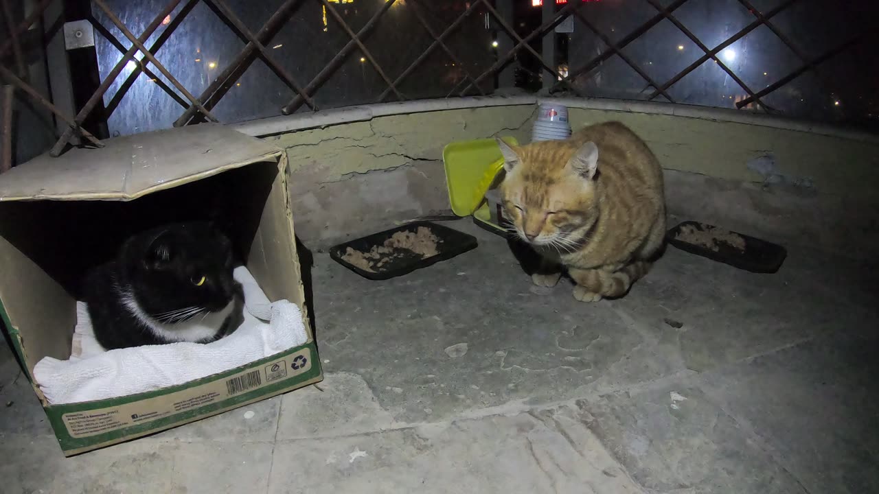 Homeless cats in Ras Al Khaimah, UAE: RIHANNA & CHRIS MARTIN #cat #cats #Rihanna #ChrisMartin #pets