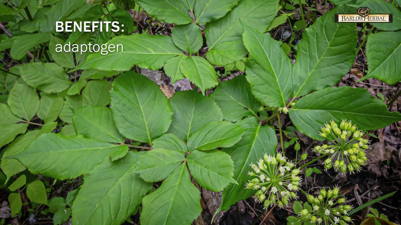 The Health Benefits of Wild Sarsaparilla