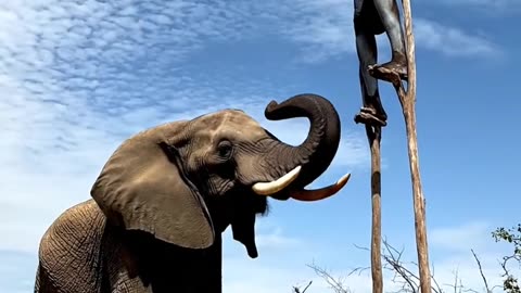 Stick Walking man Salute Giant